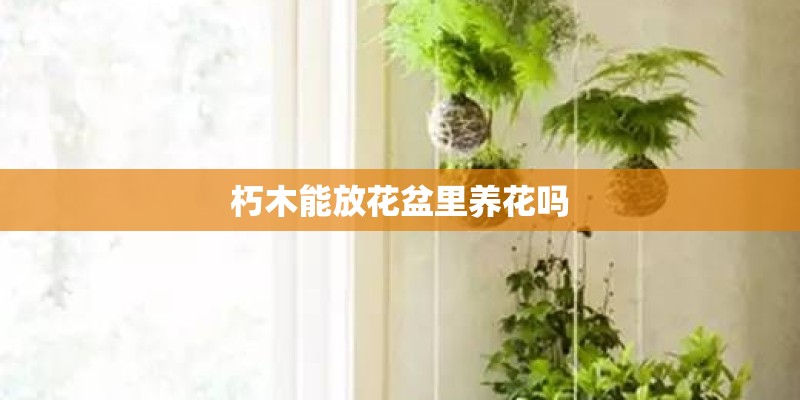 朽木能放花盆里养花吗