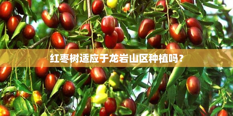 红枣树适应于龙岩山区种植吗？