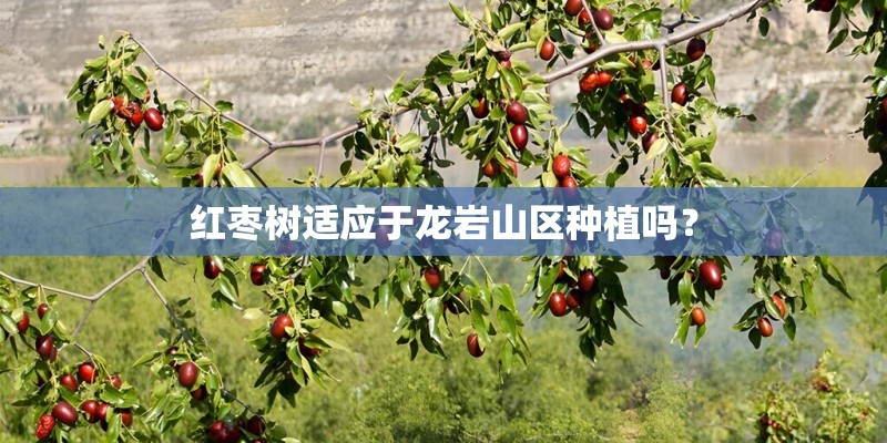 红枣树适应于龙岩山区种植吗？