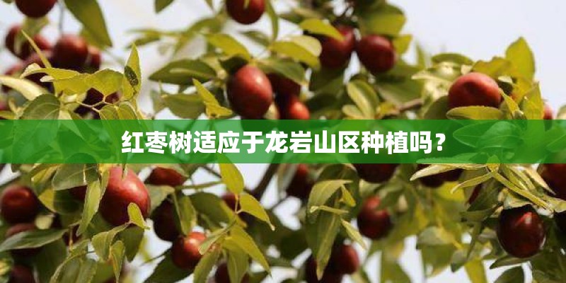 红枣树适应于龙岩山区种植吗？