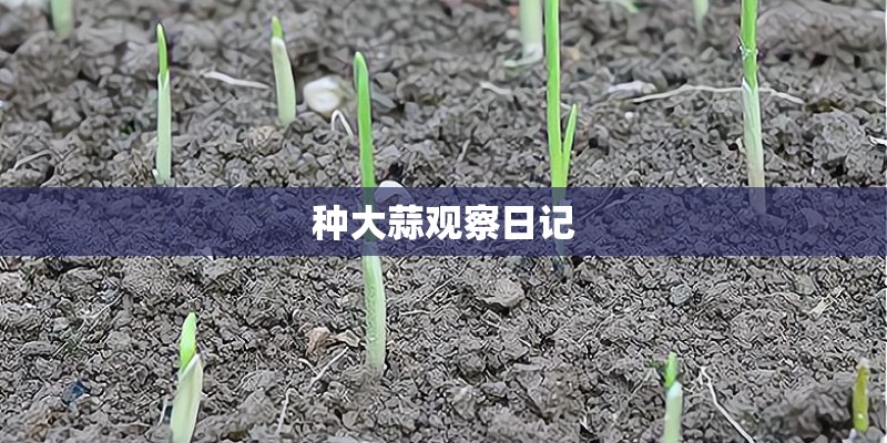 种大蒜观察日记
