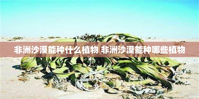 非洲沙漠能种什么植物 非洲沙漠能种哪些植物