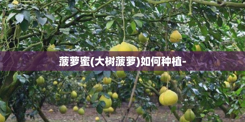 菠萝蜜(大树菠萝)如何种植-