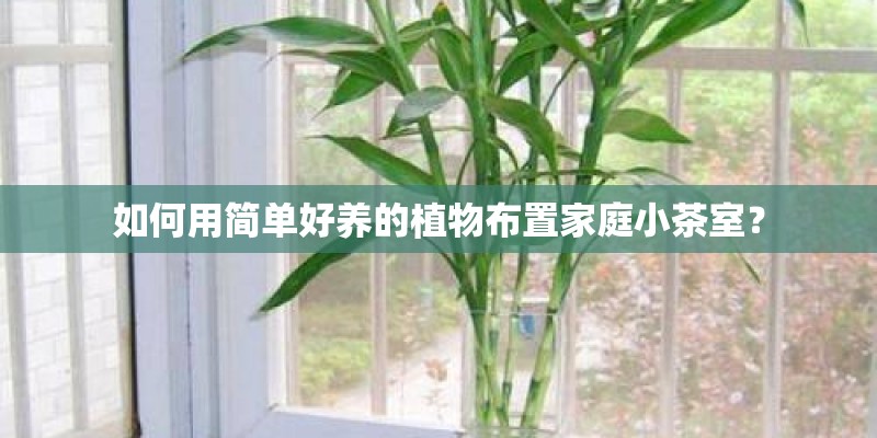 如何用简单好养的植物布置家庭小茶室？
