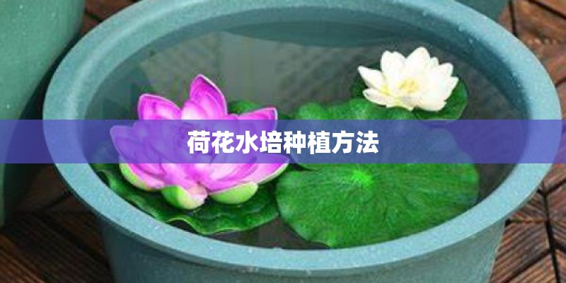 荷花水培种植方法