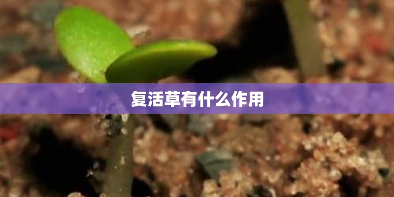 复活草有什么作用