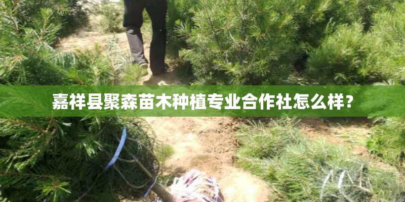 嘉祥县聚森苗木种植专业合作社怎么样？