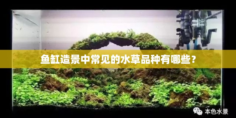 鱼缸造景中常见的水草品种有哪些？