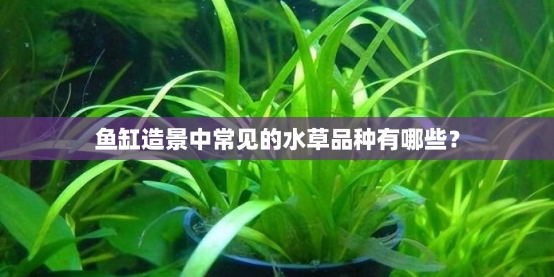 鱼缸造景中常见的水草品种有哪些？