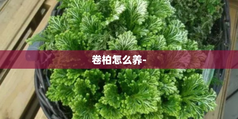 卷柏怎么养- 卷柏怎么养-