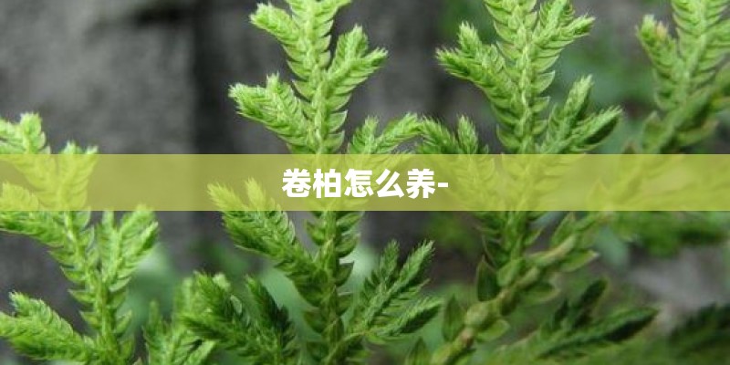卷柏怎么养- 卷柏怎么养-
