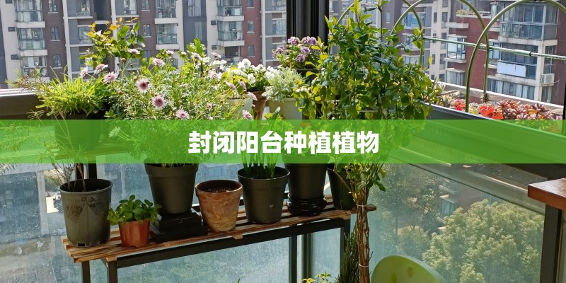 封闭阳台种植植物