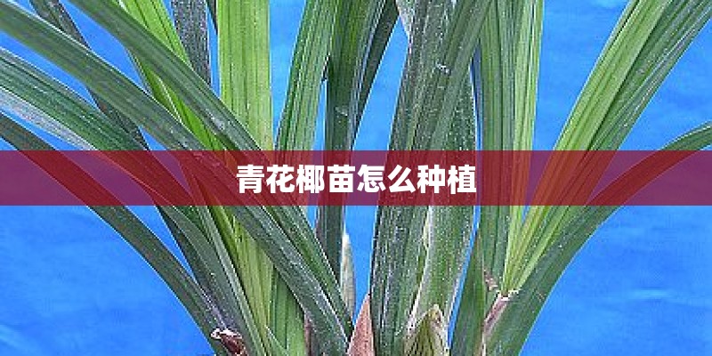 青花椰苗怎么种植