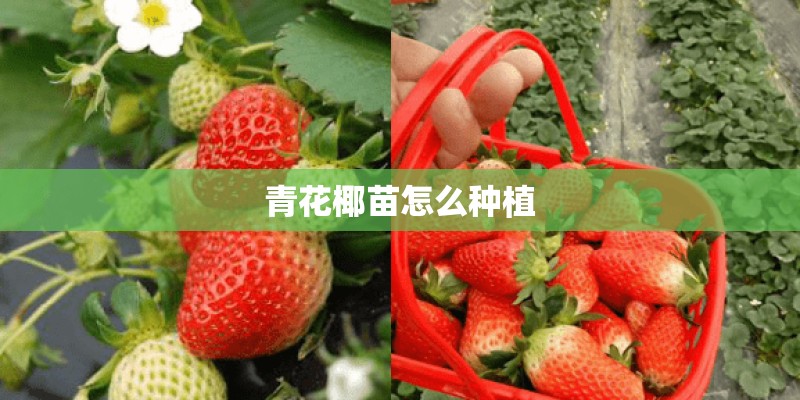 青花椰苗怎么种植 青花椰苗怎么种植