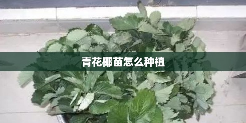 青花椰苗怎么种植 青花椰苗怎么种植