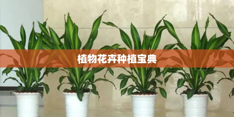 植物花卉种植宝典
