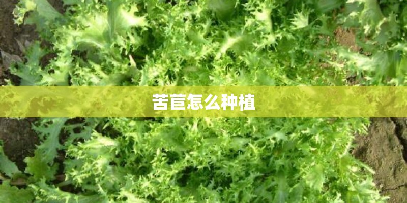 苦苣怎么种植