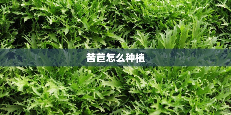 苦苣怎么种植