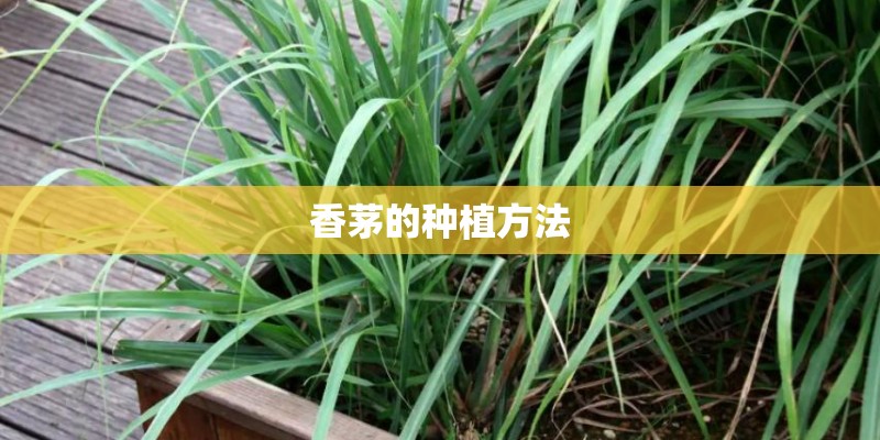 香茅的种植方法