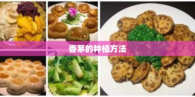 香茅的种植方法