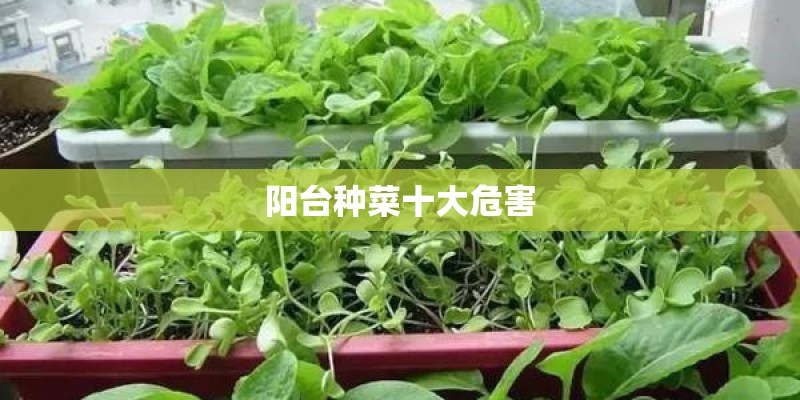阳台种菜十大危害