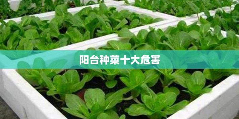 阳台种菜十大危害