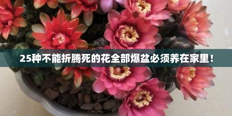 25种不能折腾死的花全部爆盆必须养在家里！