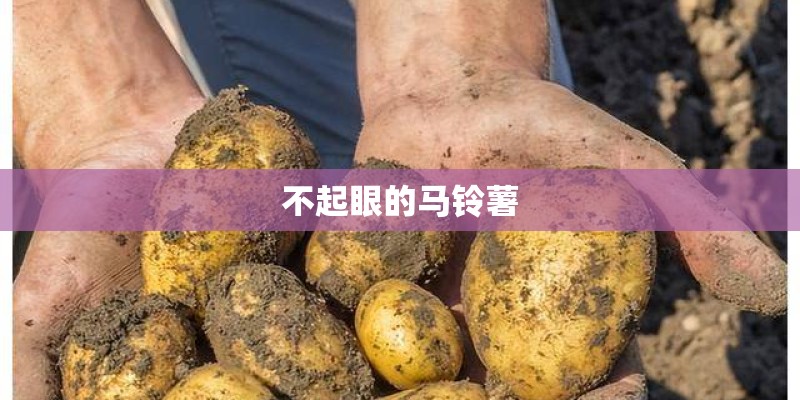 不起眼的马铃薯