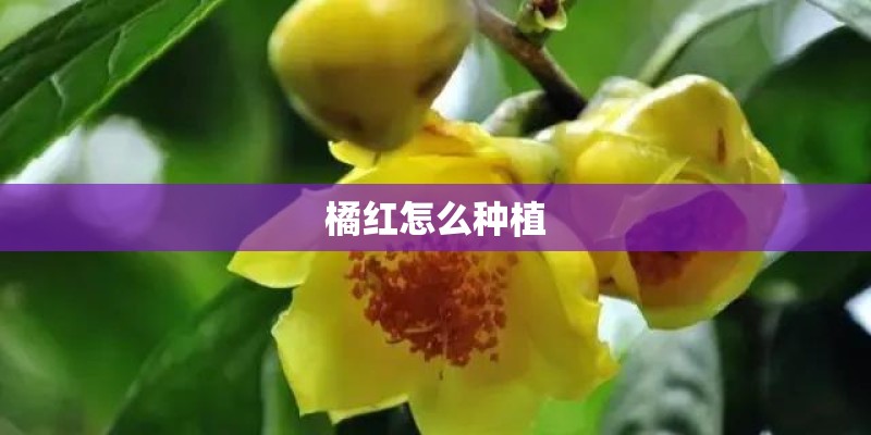 橘红怎么种植