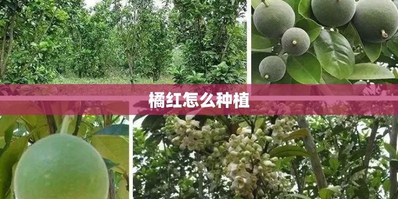 橘红怎么种植