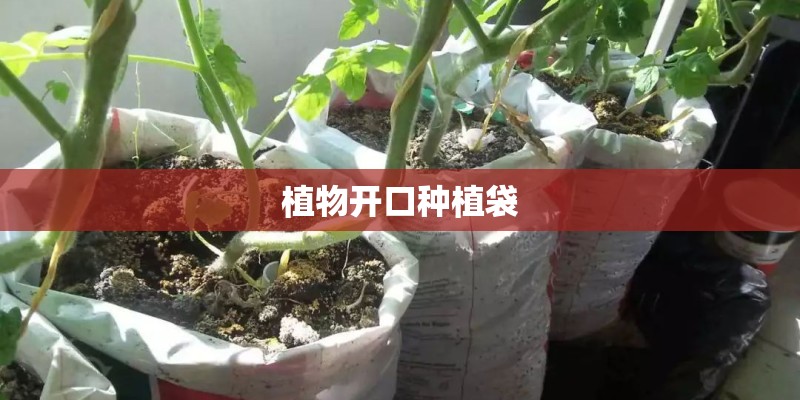 植物开口种植袋