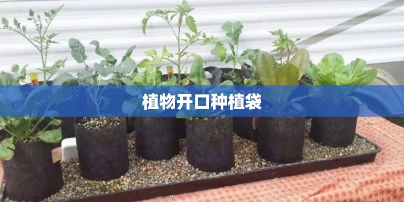 植物开口种植袋