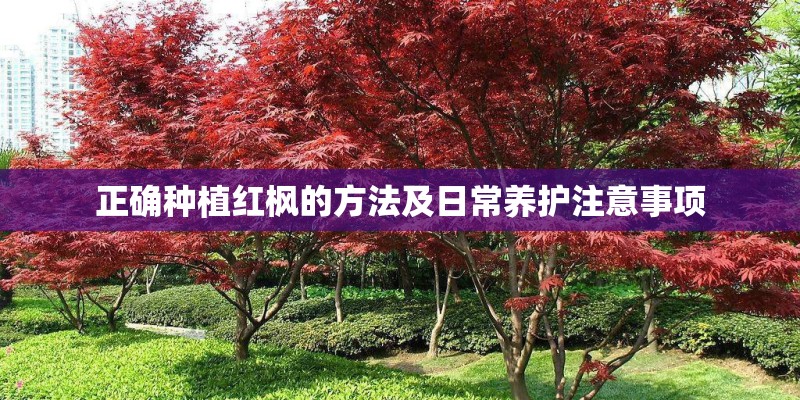 正确种植红枫的方法及日常养护注意事项