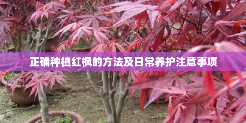 正确种植红枫的方法及日常养护注意事项