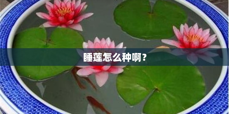 睡莲怎么种啊？