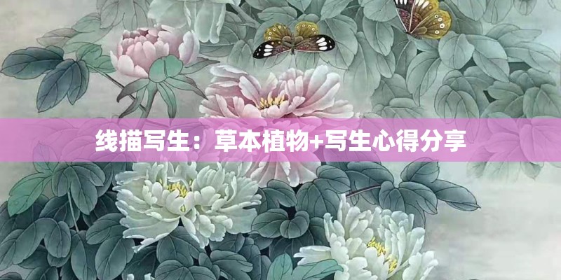 线描写生：草本植物+写生心得分享