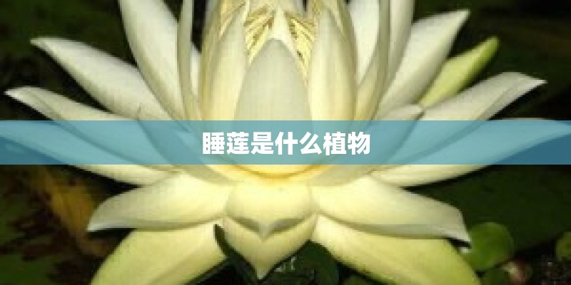 睡莲是什么植物