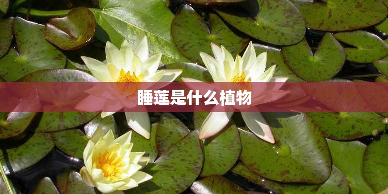 睡莲是什么植物