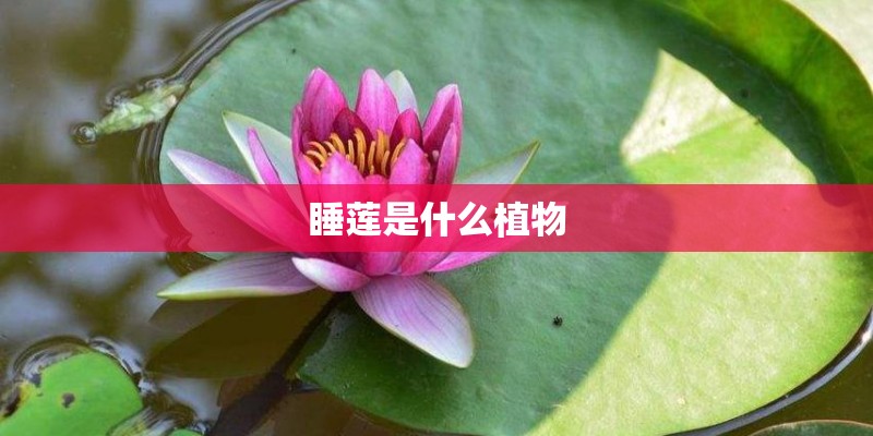 睡莲是什么植物