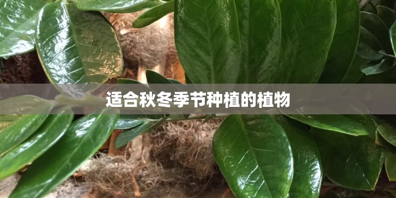 适合秋冬季节种植的植物