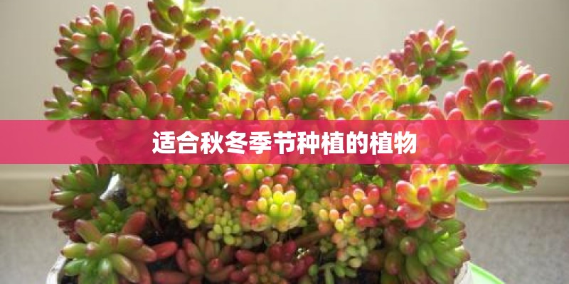 适合秋冬季节种植的植物