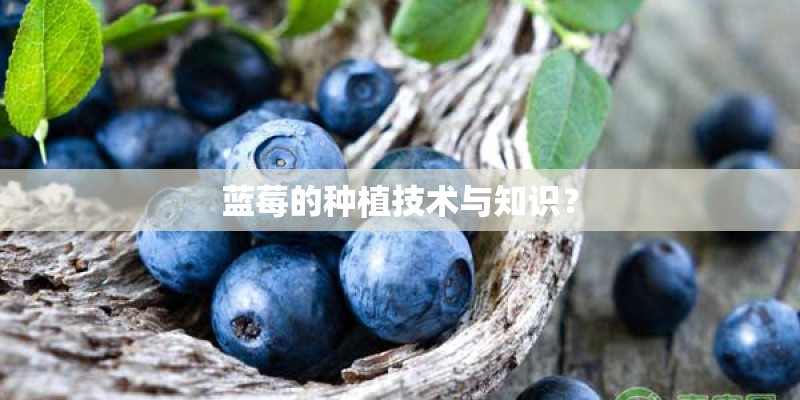 蓝莓的种植技术与知识？