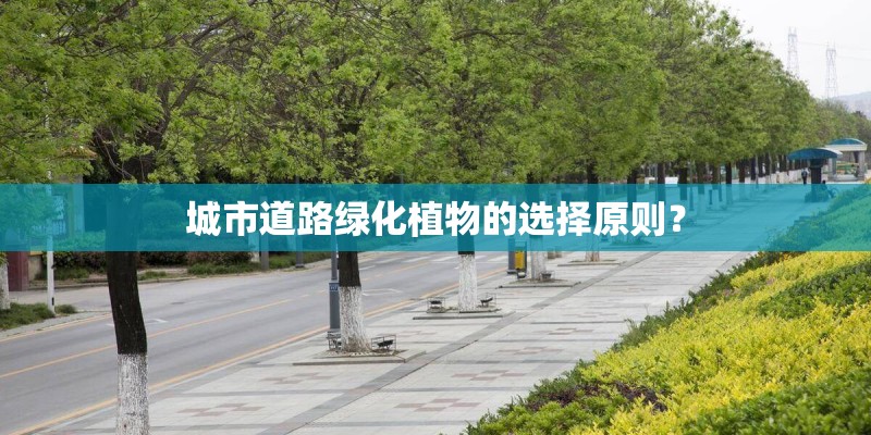 城市道路绿化植物的选择原则？
