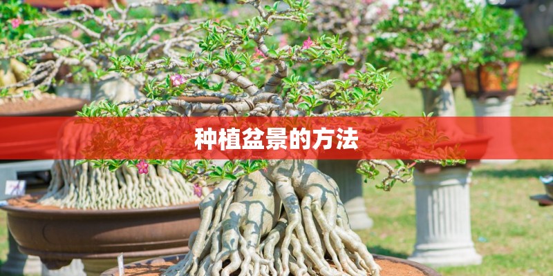 种植盆景的方法