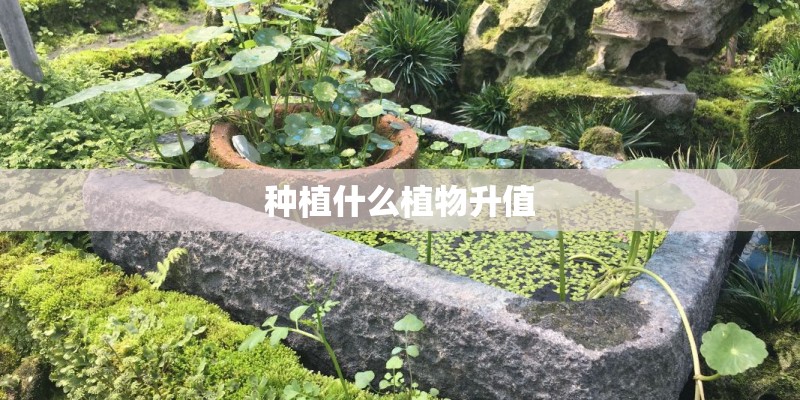 种植什么植物升值