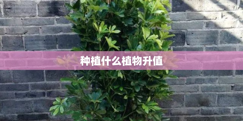 种植什么植物升值