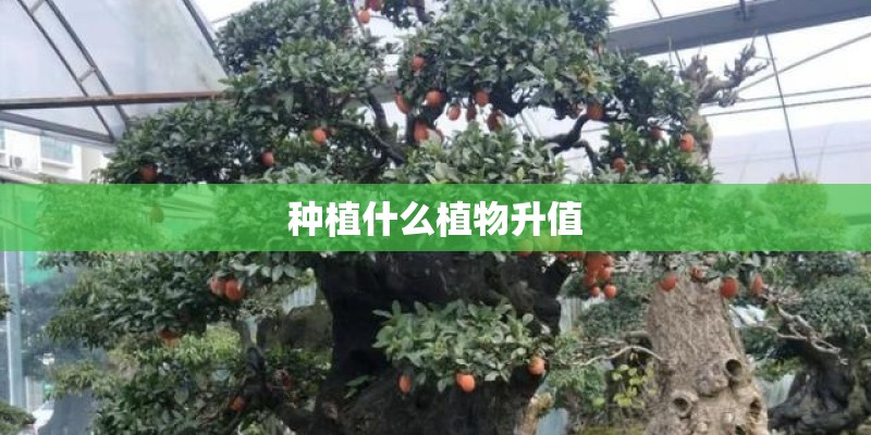 种植什么植物升值