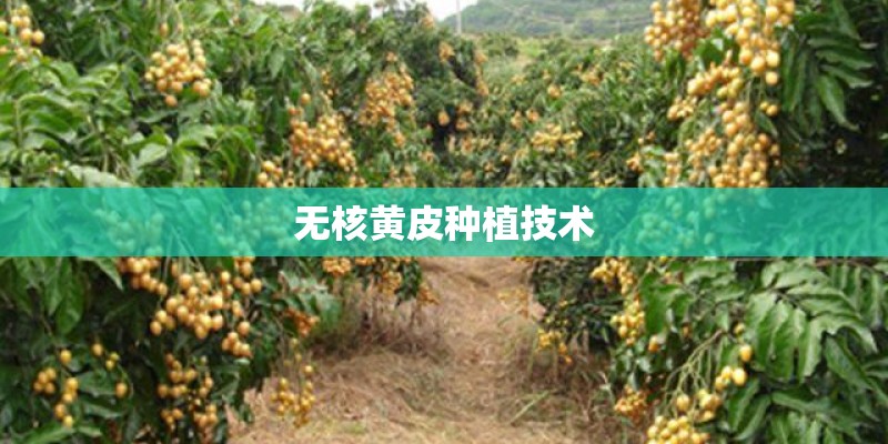 无核黄皮种植技术