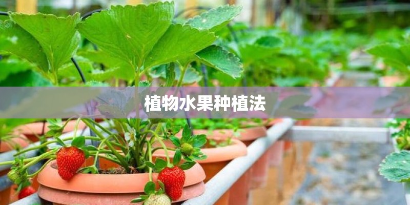 植物水果种植法