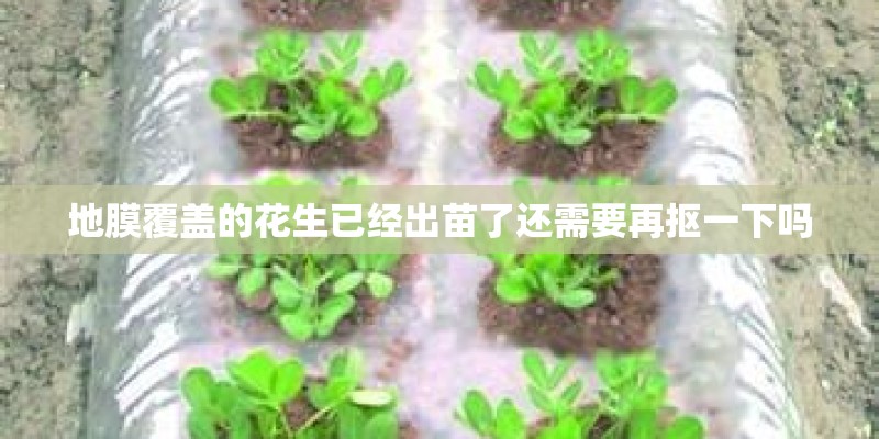 地膜覆盖的花生已经出苗了还需要再抠一下吗